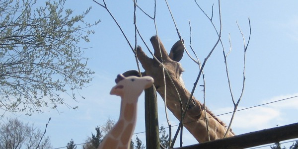 Giraffe kusje