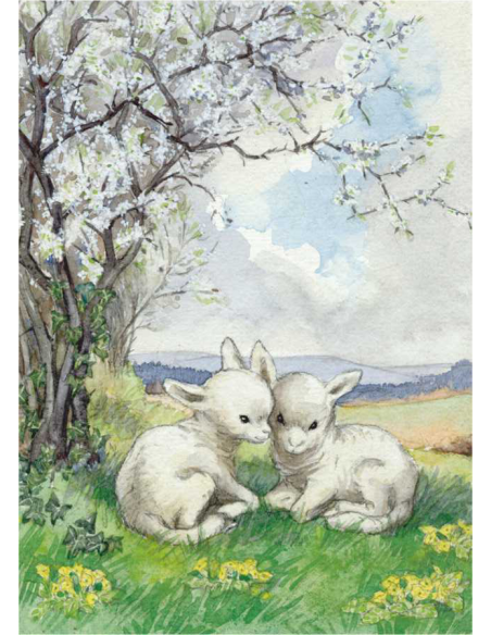 Ansichtkaart lammetjes Molly Brett
