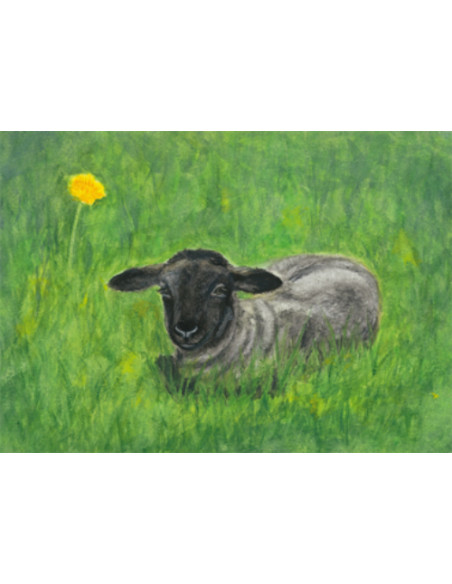 Ansichtkaart lammetje Heike Stinner